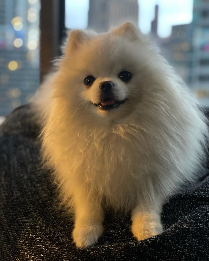 Pomeranian: The Fluffy Firecracker