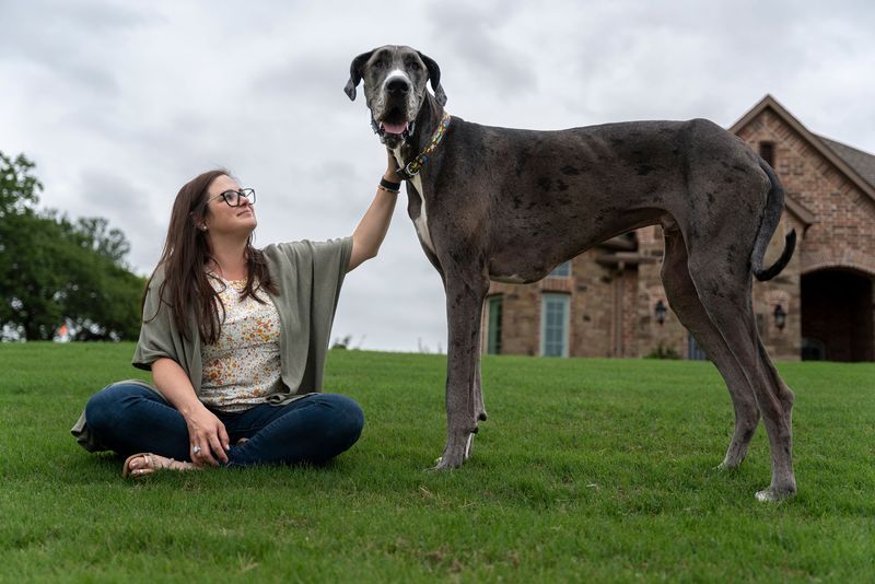 Great Dane: The Gentle Giant