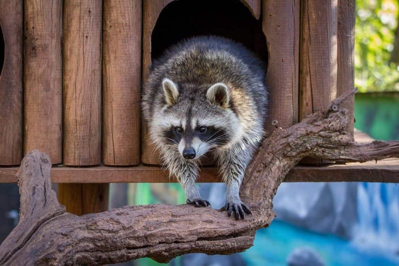 Raccoon (Procyon lotor)