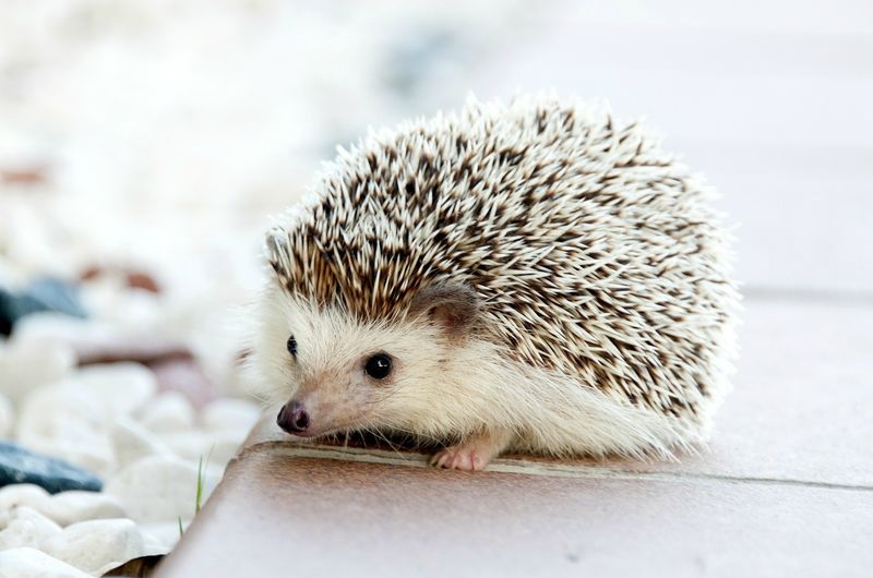 Hedgehog