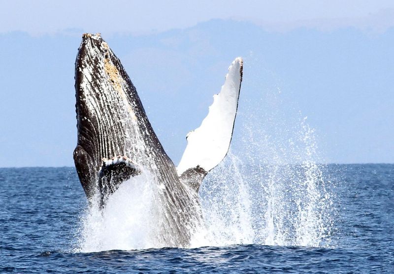 Humpback Whale: The Ocean's Acrobat