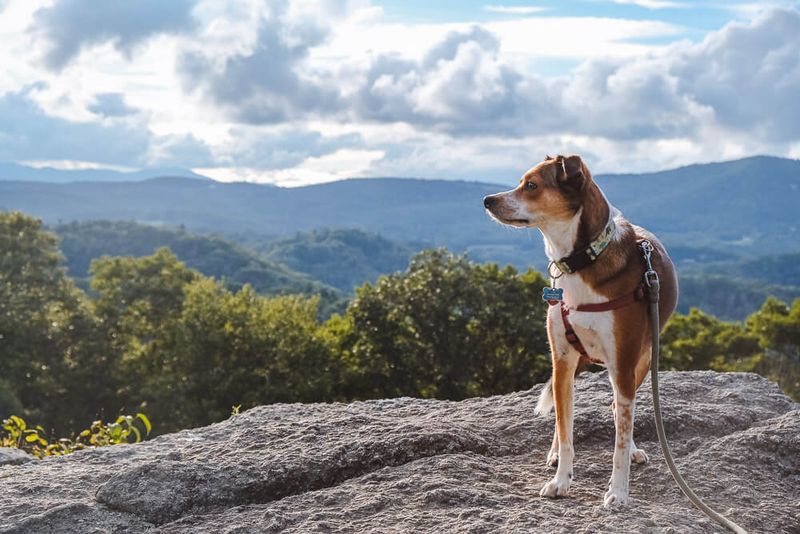 North Carolina's Mountain-to-Sea Climate