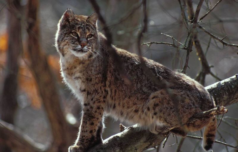 Missouri's Ozark Residents