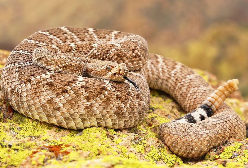 Colorado River's Rattlesnake Haven