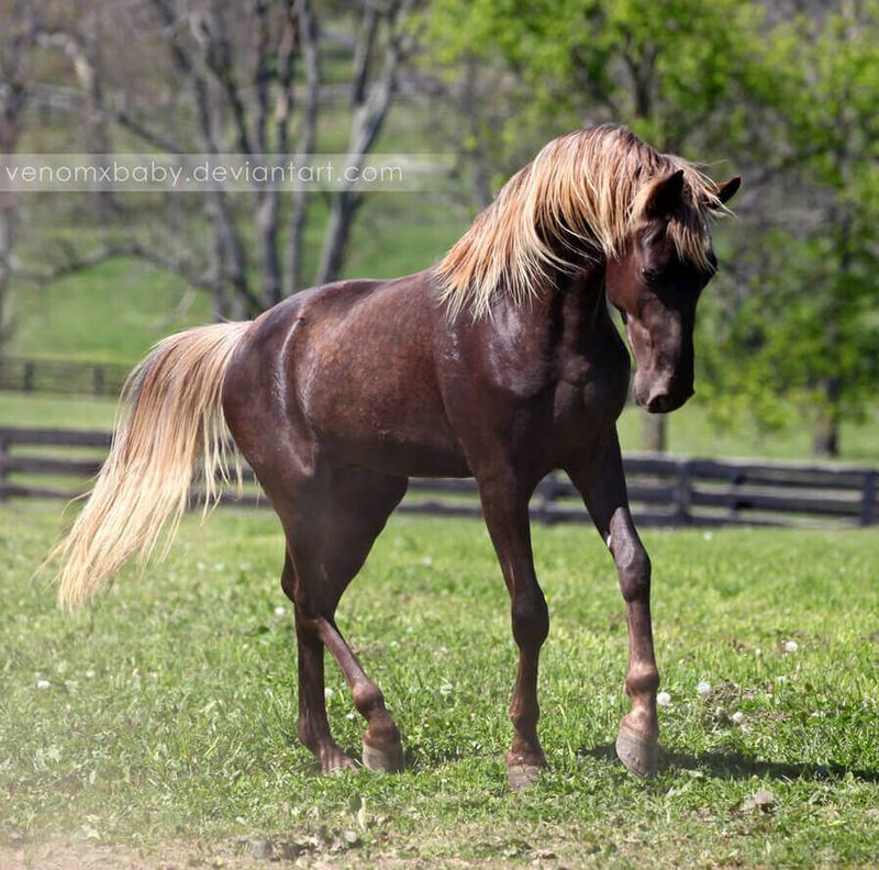 Rocky Mountain Horse: Chocolate-Colored Gems On Golden State Farms