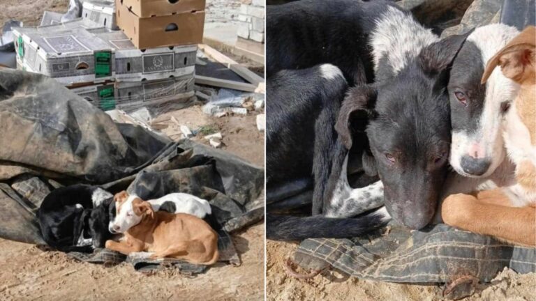 dog in trash