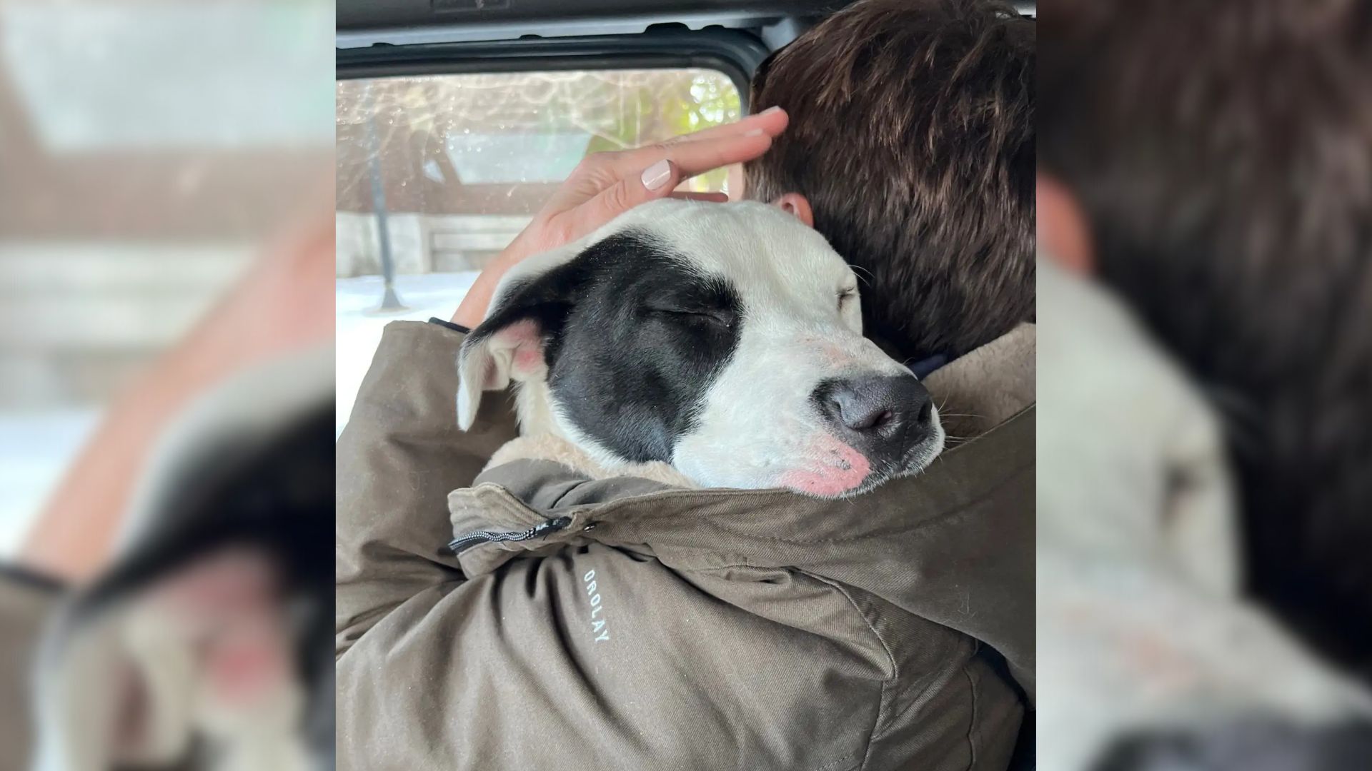 Missouri Pup Who Was Wandering The Streets Looking For Help Meets His Rescuer And Melts In Her Embrace