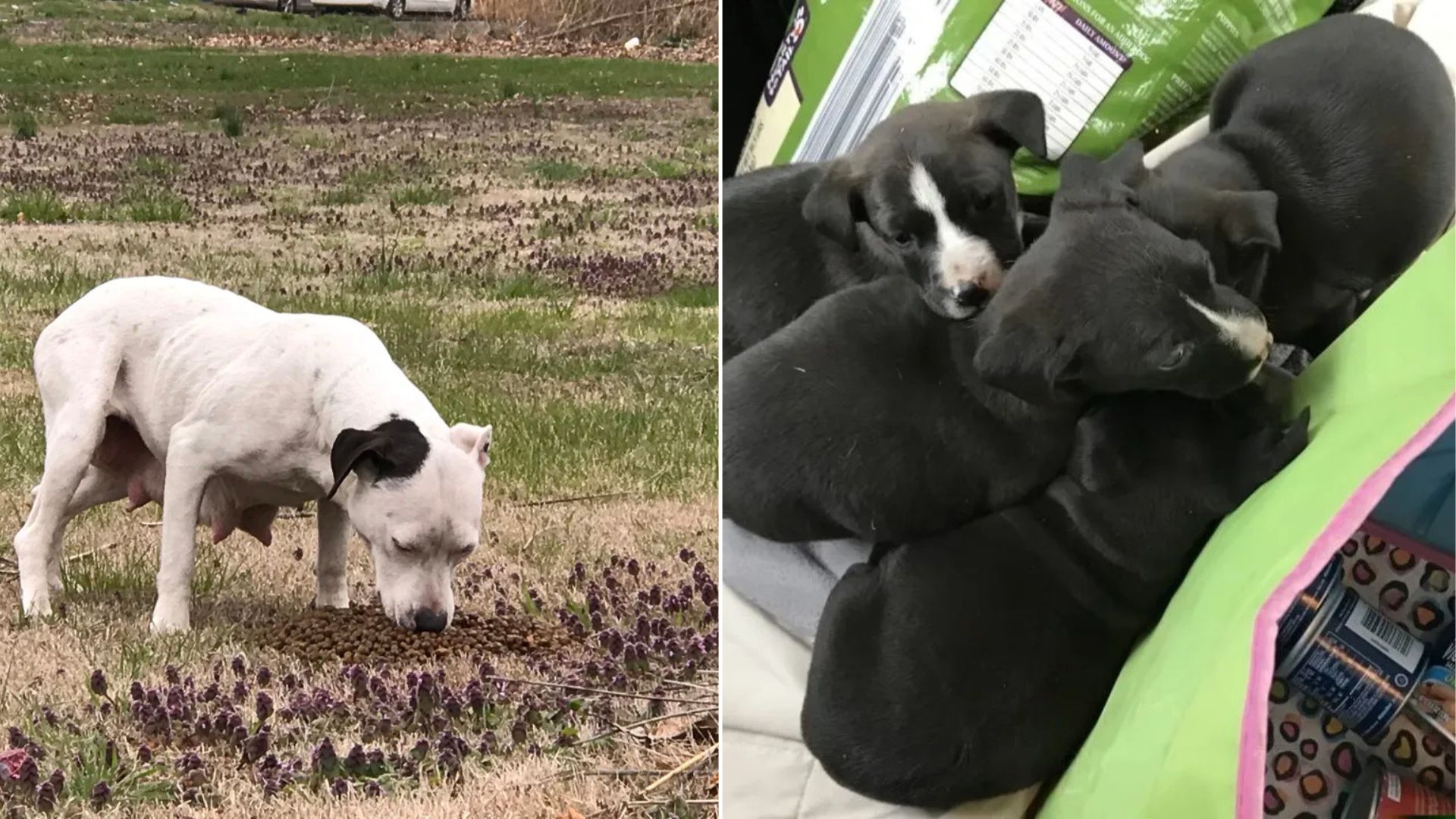 Missouri Rescuers Heartbroken To Discover A Brave Mother Dog Hunting For Scraps To Keep Her Puppies Alive