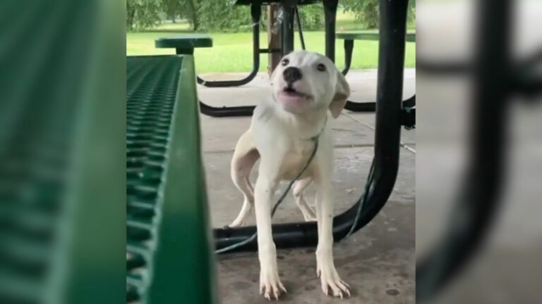 adorable white dog