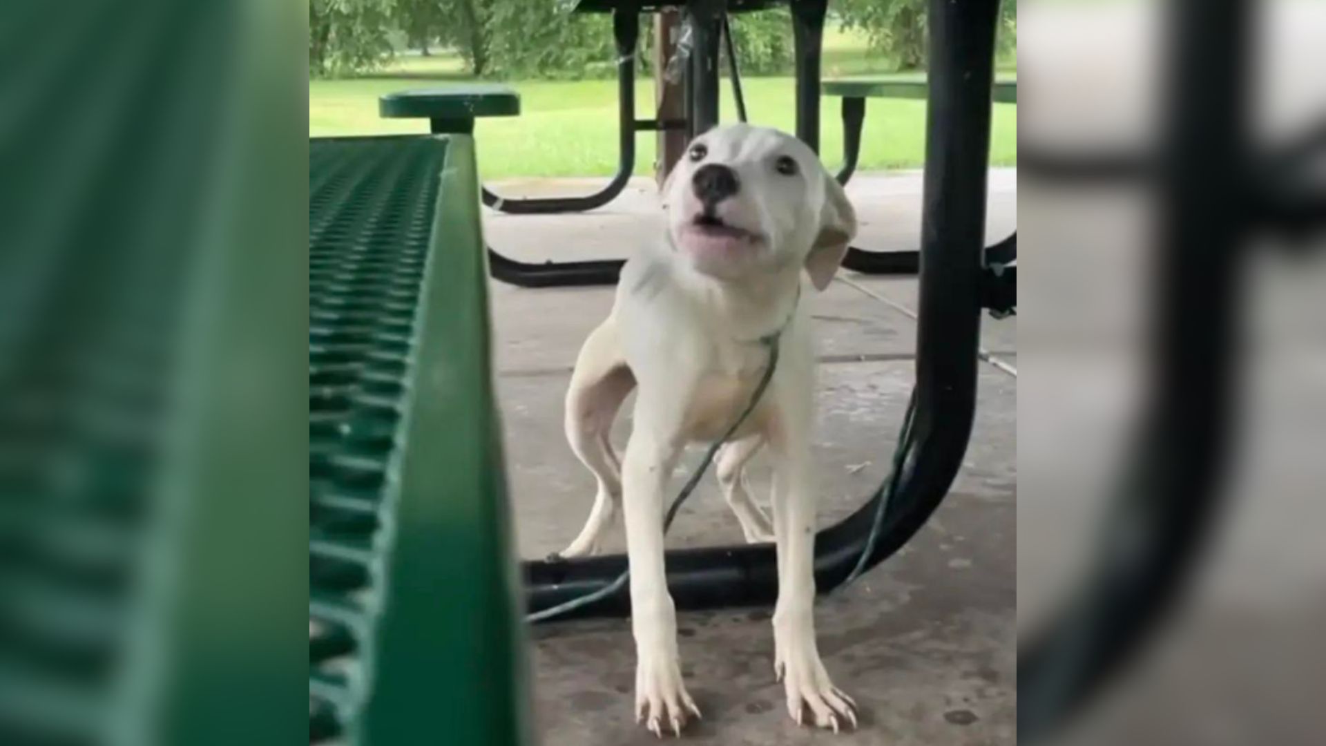 adorable white dog