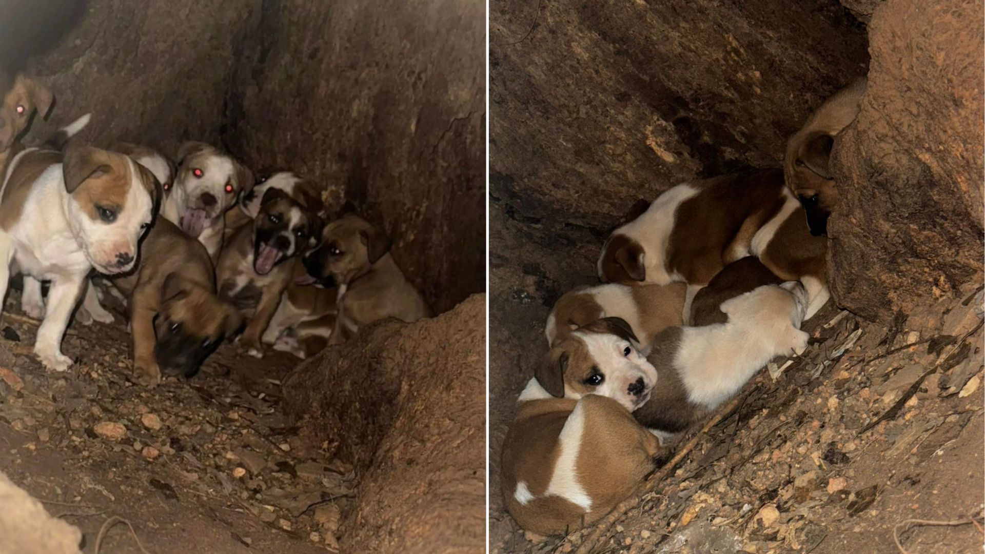 Missouri Resident Spots Tiny Faces In Tree Trunk And Uncovers A Startling Discovery
