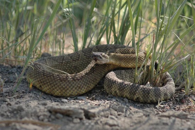 Arkansas River's Venomous Variety Show