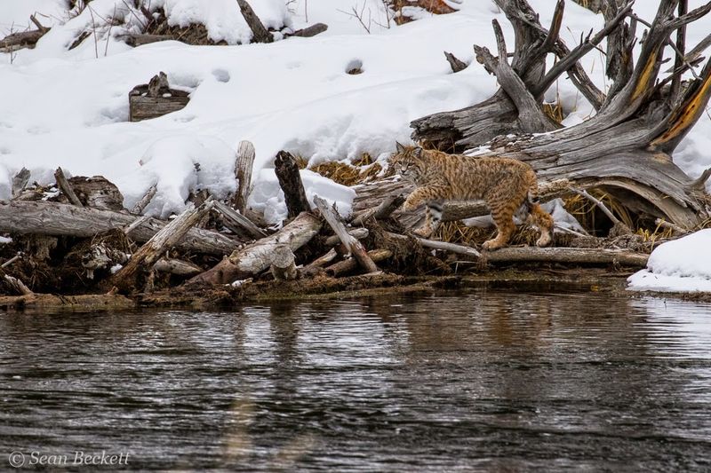 Montana's Mountain Mousers
