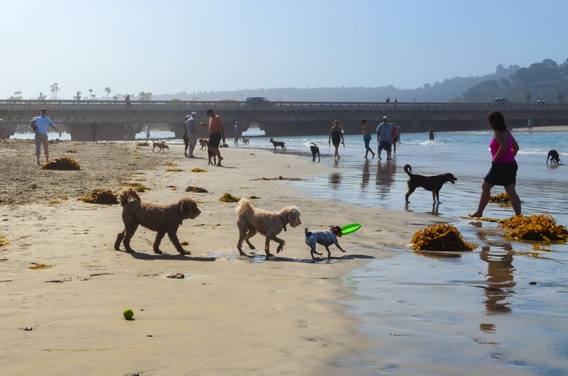 Fiesta Island: San Diego's Dog Beach Paradise