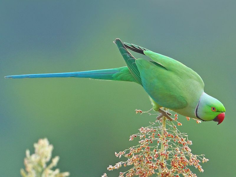 Rose-ringed Parakeet (Psittacula krameri)