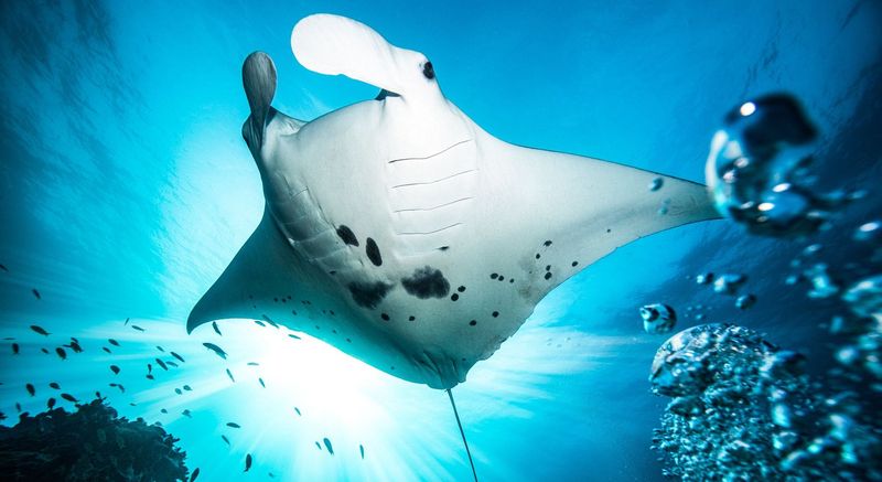 Manta Ray: Majestic Ocean Butterfly