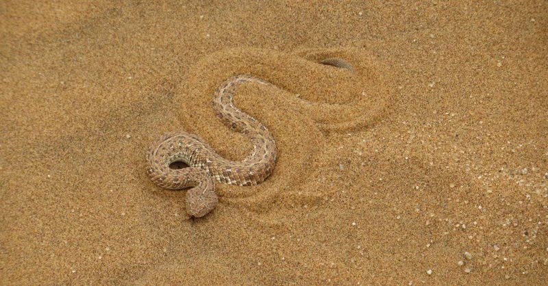 Sidewinder Rattlesnake: The Desert Dune Master