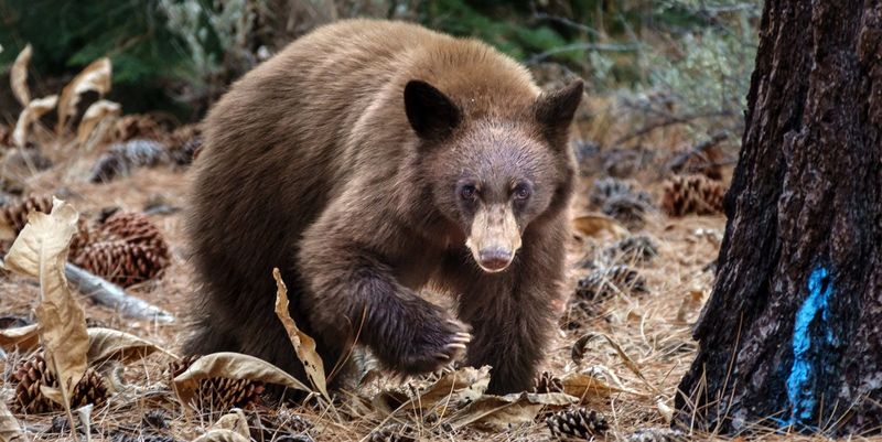 Black Bear