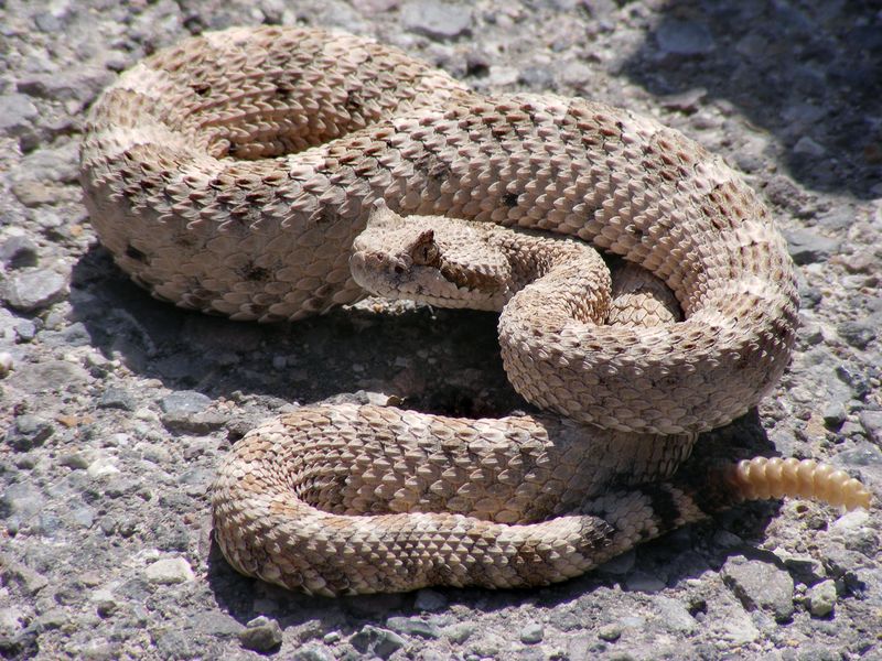 Sidewinder