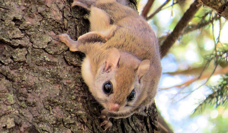 Southern Flying Squirrel - Pocket-Sized Paratroopers