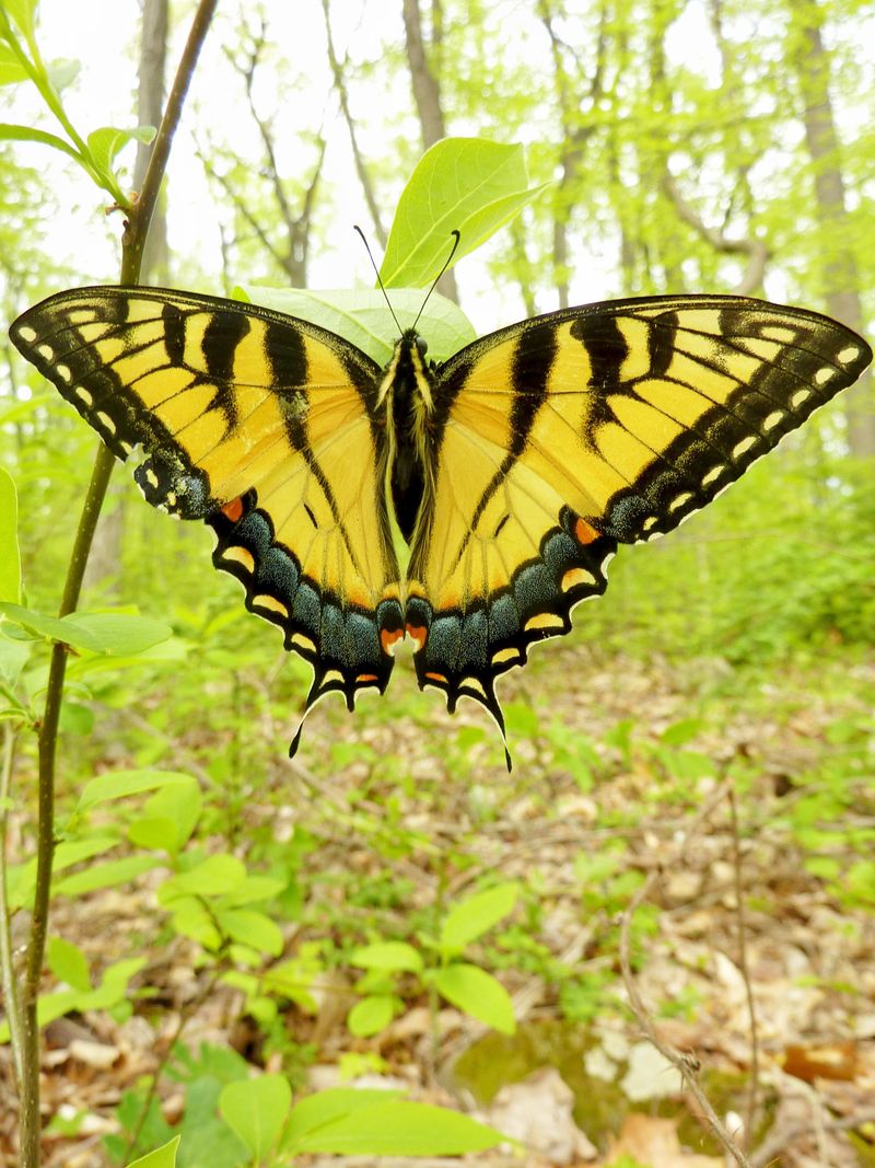 Eastern Tiger Swallowtail: Yellow Giants of the Garden