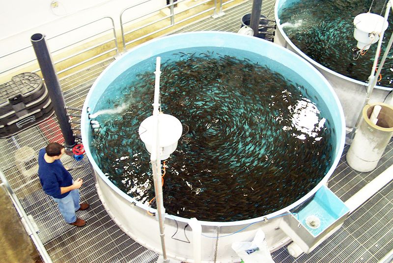 Utilize Recirculating Aquaculture Systems (RAS)