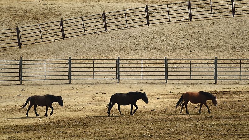 Palomino Valley Wild Horse and Burro Center: Adoption Ambassadors