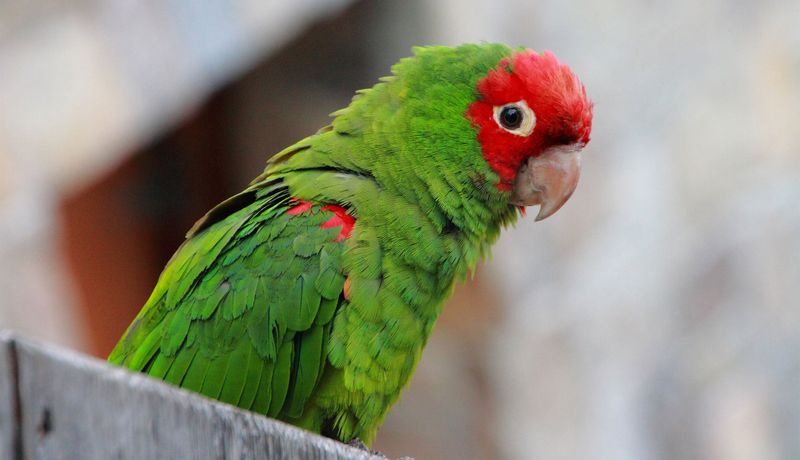 Red-masked Parakeet
