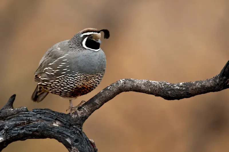 License Required for Game Birds