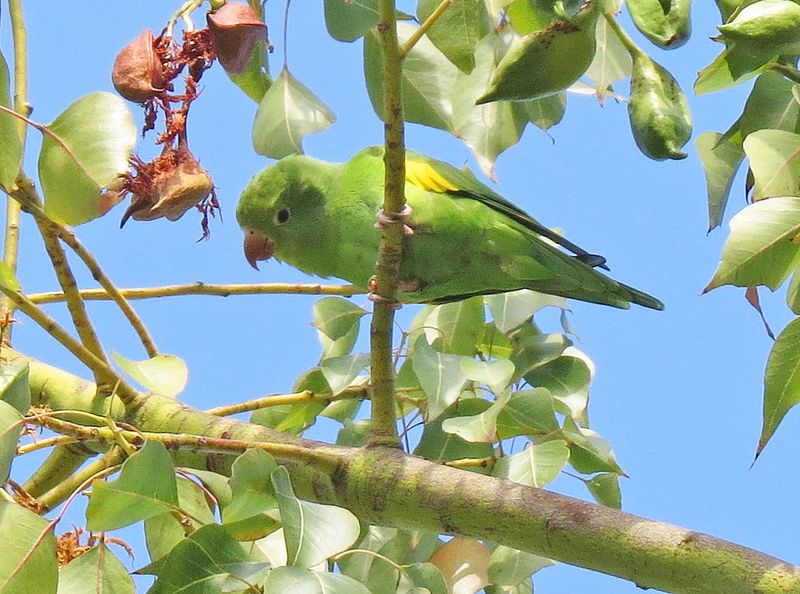 Canary-winged Parakeet (Brotogeris versicolurus)