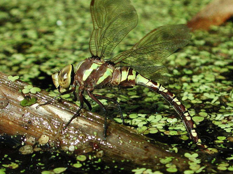 Swamp Darner Dragonfly: Winged Jewels of the Wetlands
