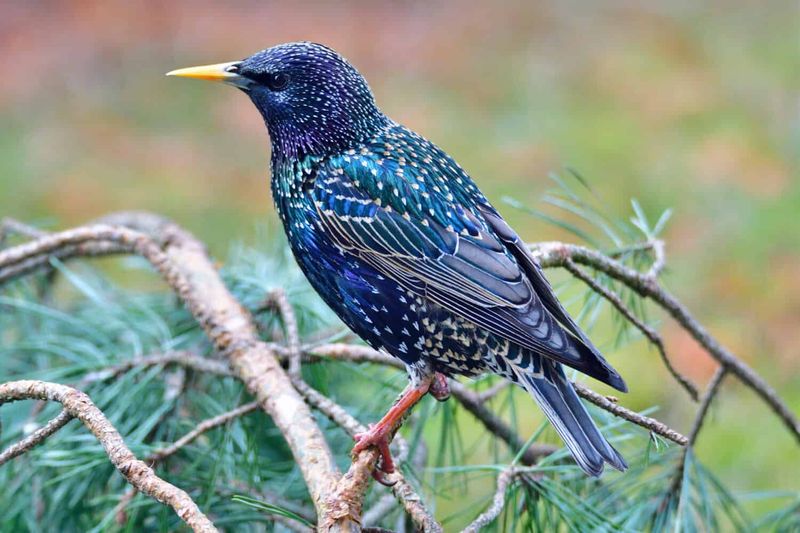 European Starling: The Melodious Menace