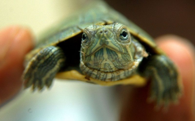 Red-Eared Slider Turtle