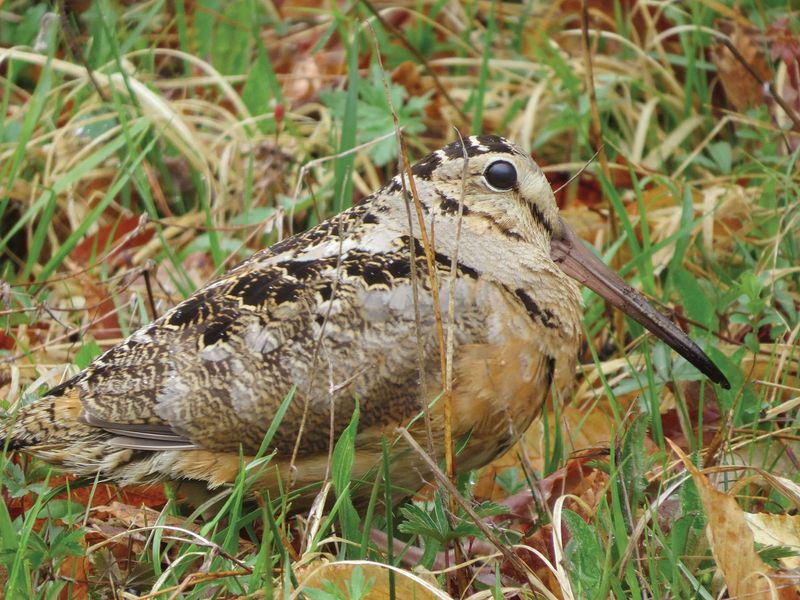 American Woodcock: The Central Park Dancing Bird