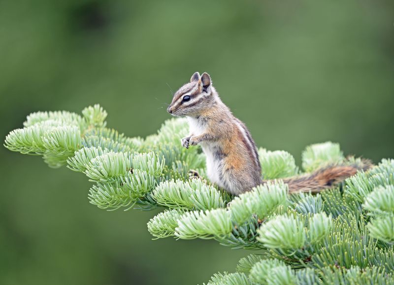 Washington: Evergreen State's Chipmunk Quartet
