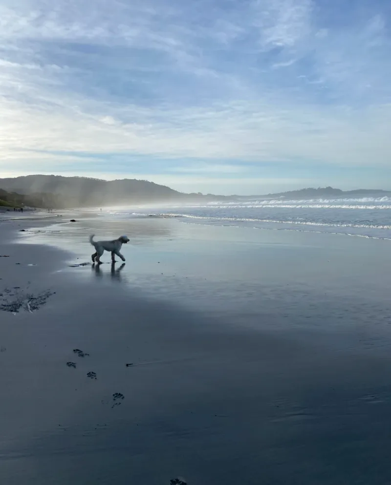 Carmel-By-The-Sea's Dog Heaven