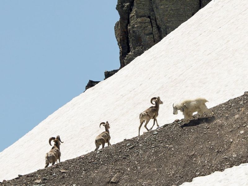 Bighorn Sheep Discover Snow Patch Sledding