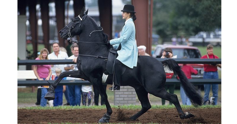 Tennessee Walking Horse: Smooth Movers For California Trails