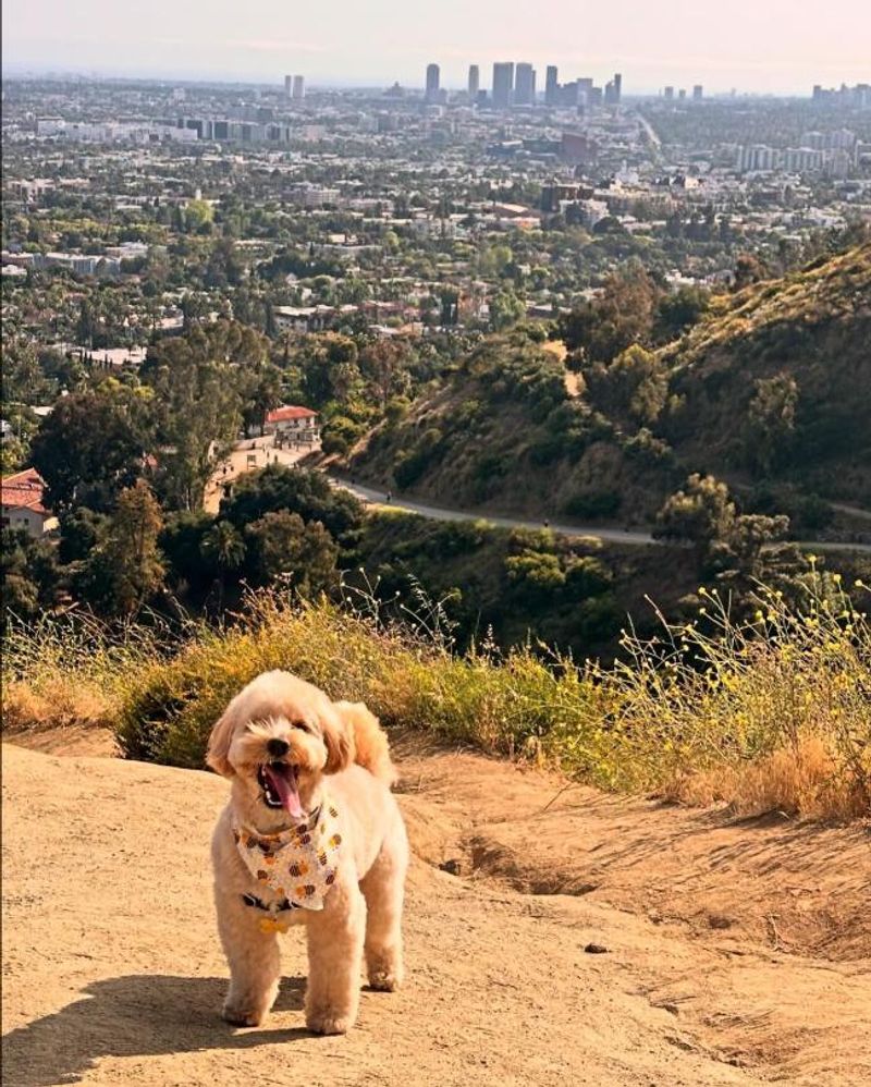 Runyon Canyon Park: Hollywood Hills Hiking with Your Hound