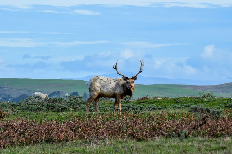 Point Reyes National Seashore's Wild Peninsula