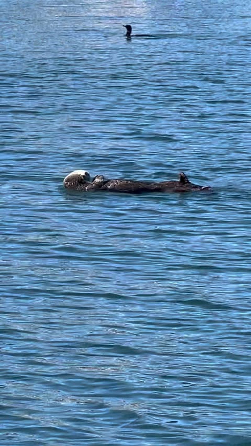 Santa Cruz Harbor's Urban Otters