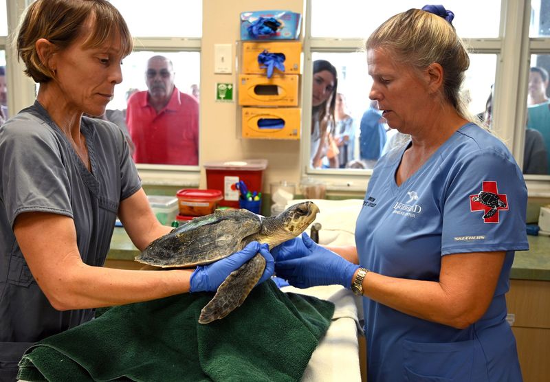 Loggerhead Marinelife Center (Juno Beach)