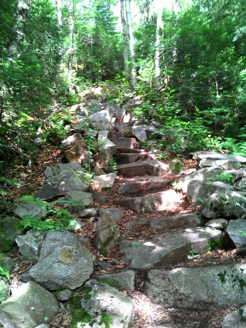 Big Moose Mountain Trail: Wilderness Trek for Adventurous Paws