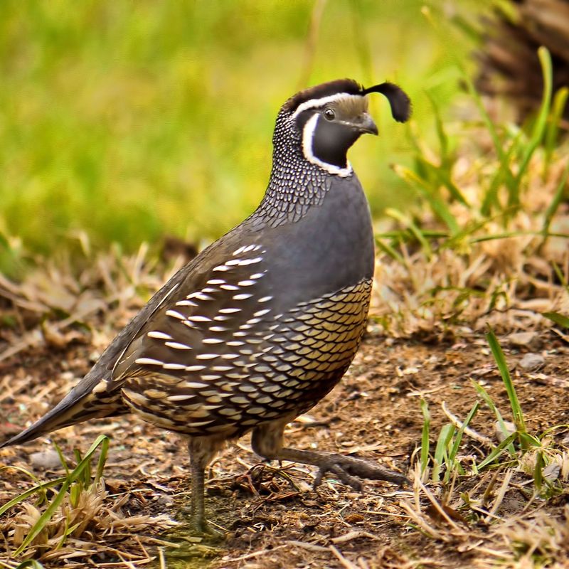 California Quail: Topknot Troopers