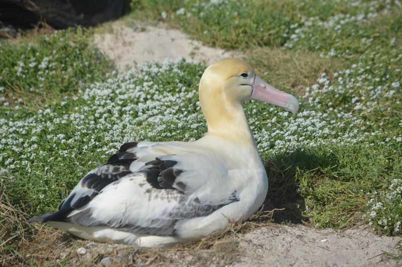Short-tailed Albatross