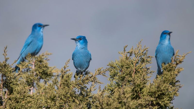 Pinyon Jay