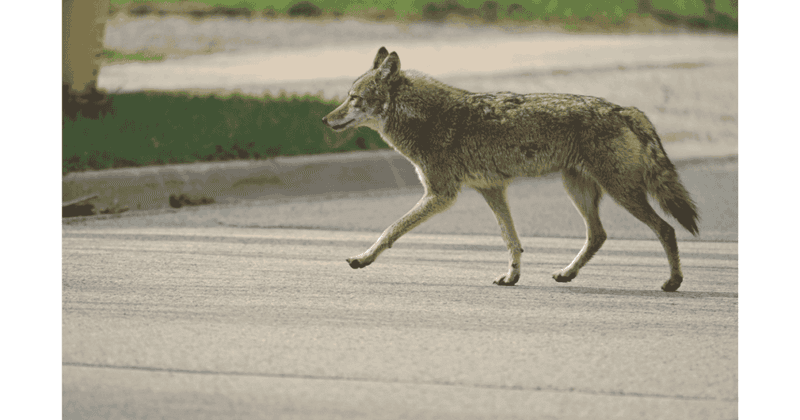 Coyote
