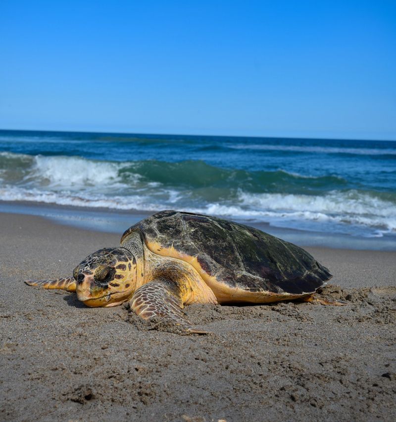Green Sea Turtle: Ancient Mariners Resurface