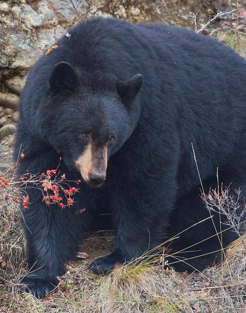 Black Bear: Berry-Loving Bruins