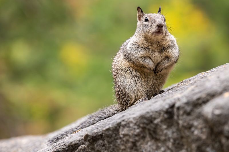 California Ground Squirrel